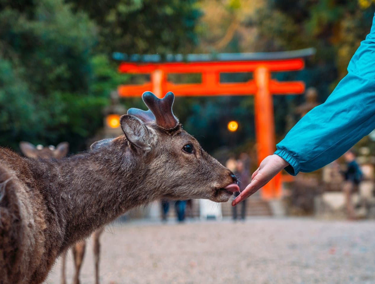 Tempeltour & Nara-Park am Morgen thumbnail